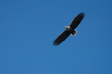 White Tailed Sea Eagle (Haliaeetus albicilla) in flight