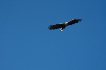 White Tailed Sea Eagle (Haliaeetus albicilla) in flight