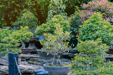 Fototapeta na wymiar Variety of Bonsai trees were planted in pots and was many sorted for decoration in public garden.