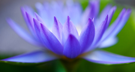 Macro close-up pictures of purple and blue lotus petals in Zen style