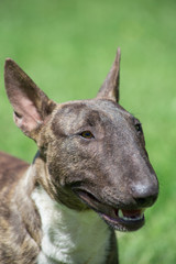 Miniature brindle and white bull terrier is standing on a green meadow. Close up. English bull terrier or wedge head.