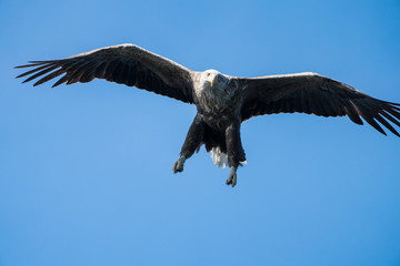Close up of a White Tailed Sea Eagle (Haliaeetus albicilla) in flight