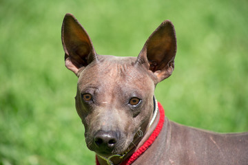 American hairless terrier puppy is looking at the camera. Pet animals.