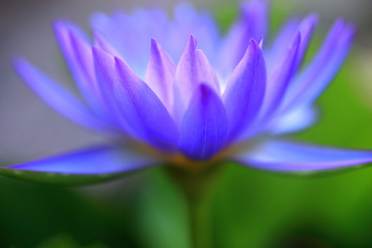 Macro close-up pictures of purple and blue lotus petals in Zen style