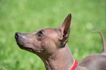American hairless terrier puppy is standing on a spring meadow. Pet animals.