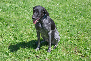 Norwegian sports mestizo. Norwegian half-breed is sitting on green meadow. Cross-breed pointer, kurzhaar and greyhound.