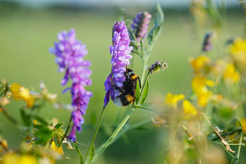 Bumblebee sitting in a purple garden flower