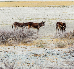 Fototapeta na wymiar Desert donkeys