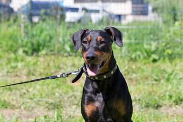 Cute german pinscher puppy with lolling tongue is sitting on a green meadow. Pet animals.