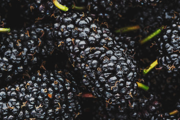 Ripe and fresh fruit of black mulberry, healthy food of juicy mulberry fruit. Close-up, the texture...
