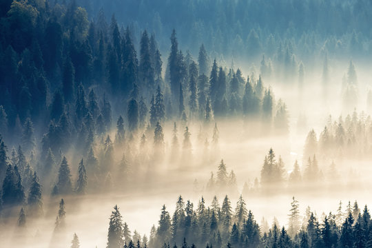 thick glowing fog among spruce forest down in the valley. wonderful nature background. aerial viewpoint. typical scenery of romanian carpathian mountains in autumn