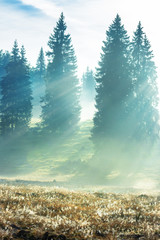Obrazy na Szkle  promienie słoneczne przedzierające się przez mgłę w świerkowym lesie. piękna sceneria przyrody. magiczna pogoda jesienią o wschodzie słońca
