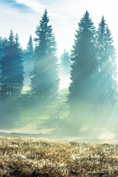 sun rays breaking through the fog in spruce forest. beautiful nature scenery. magical weather in autumn at sunrise