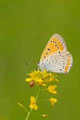 Obraz premium Großer Feuerfalter (Lycaena dispar)