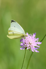 Kleiner Kohlweißling (Pieris rapae)