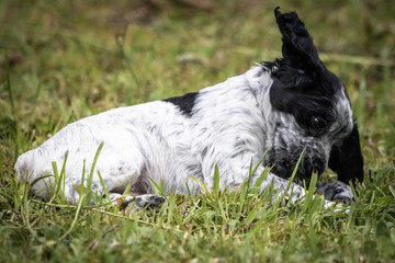 cute and curious black and white baby brittany spaniel dog puppy portrait, playing and having fun exploring 