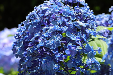 日本の梅雨時に咲くアジサイの花