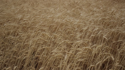 wheat fied