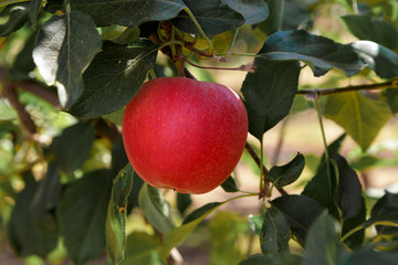 Manzanas roja fuji en el árbol