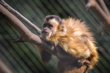 Tufted capuchin also called pin monkey in Serengeti Park, zoo and leisure park in Hodenhagen in North Germany