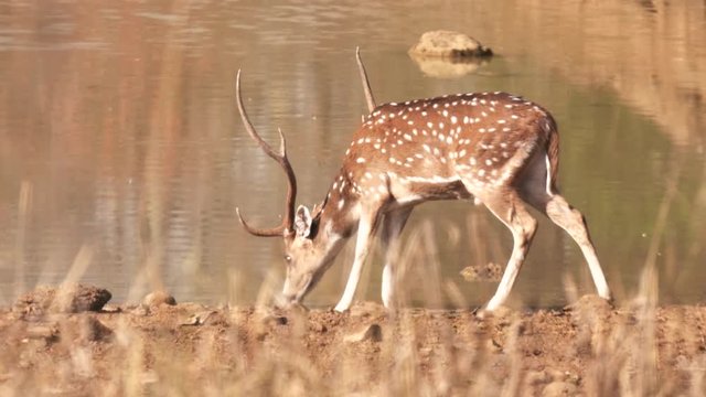 spotted deer stag, drinking from a waterhole, startles and flees at tadoba andhari tiger reserve in India