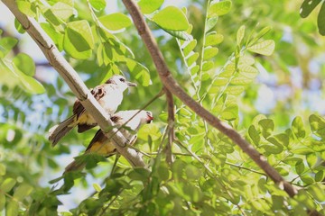 two yellow-vented Bulbul birds on branch in garden