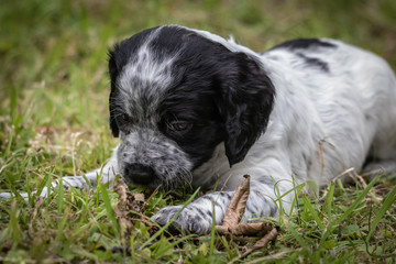 cute and curious black and white baby brittany spaniel dog puppy biting wooden branch