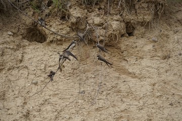 Nistplatz von Uferschwalben an der Ostseeküste (Lübecker Bucht)