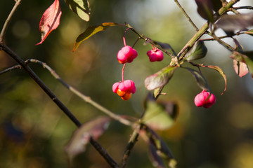 Obraz premium Blooming in Spring