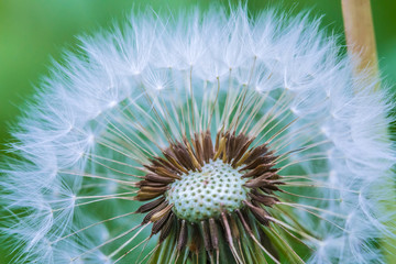 The macro shot of the background or the texture of the dandelion parachutes in the sunny summer day
