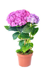 Pink purple hydrangea flower in flower pot on white background
