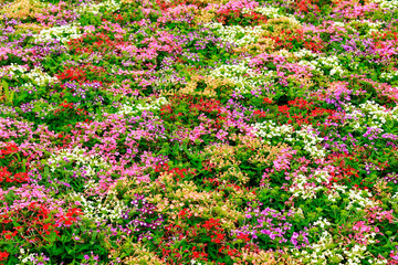 flowers bloom in the garden for natural background