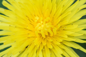 The macro sot of the background or the texture of the yellow dandelion flower in the sunny weather