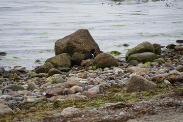 Vögel der Ostsee: Austernfischer an einem Steinstrand (Lübecker Bucht)