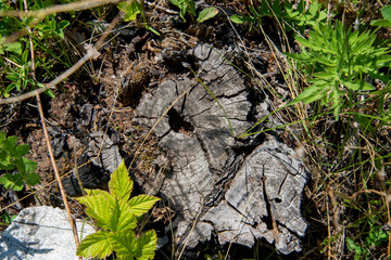 Old tree stump cut. Old tree. Tree stump in nature.