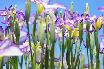 日本の梅雨時に咲く　ショウブの花