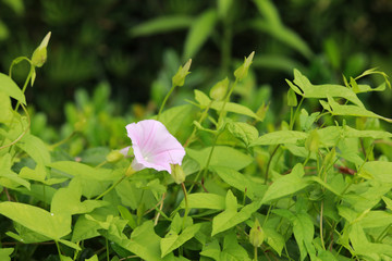 Fototapeta na wymiar Morning glory flower and green leaf for natural background