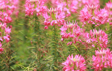 pink spider flower (Cleome hassleriana) in the garden