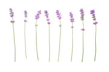 Lavender flowers pattern isolated on white background. Flat lay, top view, copy space. Selective...