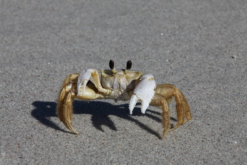 crab on a sandy beach