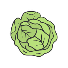 Cabbage color icon