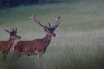 portrait of a deer with antlers on a meadow in spring