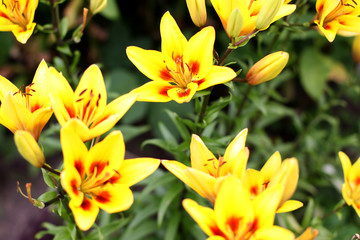 several yellow lilies growing in the garden.