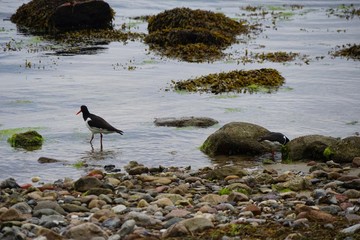 Austernfischer an der Ostseeküste bei Sierksdorf