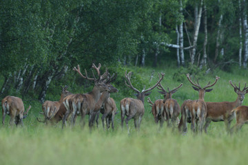 Naklejka na ściany i meble herd of deer with antlers running down the meadow towards the forest