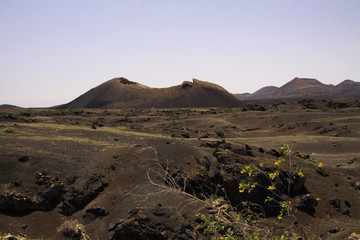 View over black lava field with contrasting isoalted yellow flowers on crater of volcano - Timanfaya NP, Lanzarote