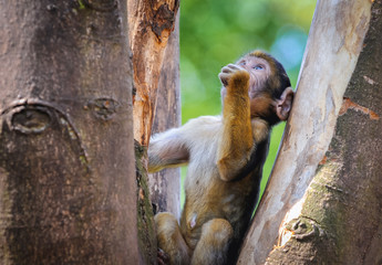 Barbary Macaque in Serengeti Park, zoo and leisure park in Germany