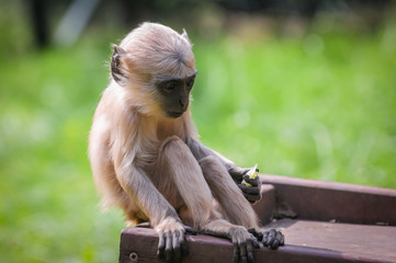 Young Northern plains gray langur in Serengeti Park, zoo and leisure park in Hodenhagen in North...