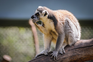 Ring tailed lemur in Serengeti Park, zoo and leisure park in Hodenhagen in North Germany - obrazy, fototapety, plakaty