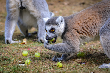 Ring tailed lemurs eats fruits in Serengeti Park, zoo and leisure park in Hodenhagen in North Germany